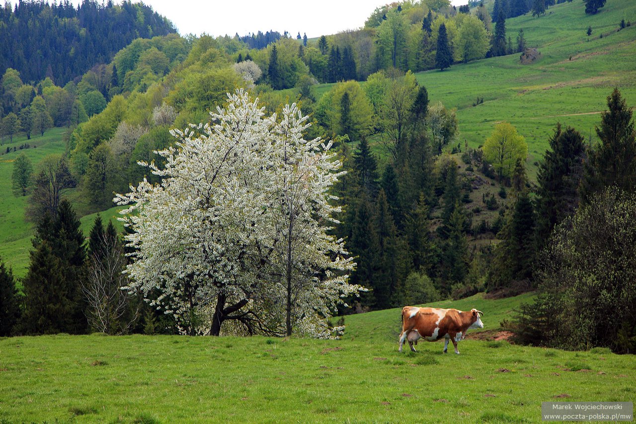 Pieniny - Biala Woda